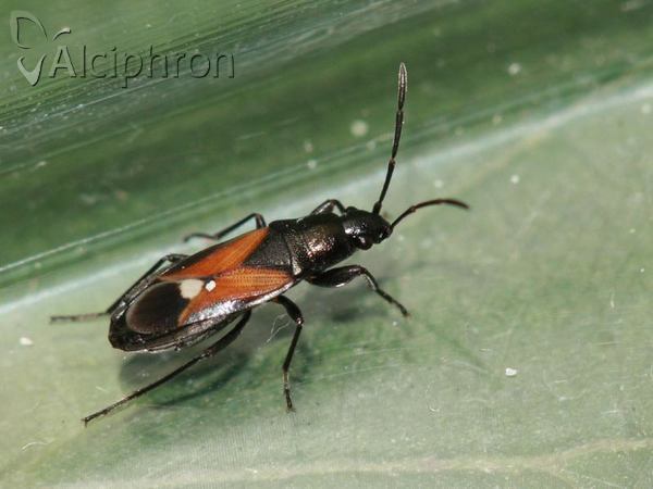 Pterotmetus staphyliniformis