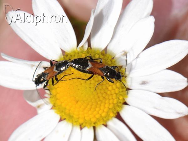 Pterotmetus staphyliniformis