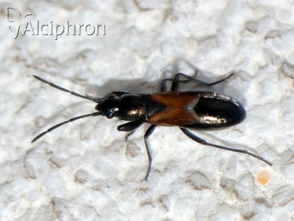 Pterotmetus staphyliniformis