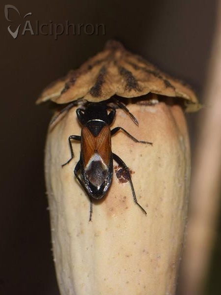 Pterotmetus staphyliniformis
