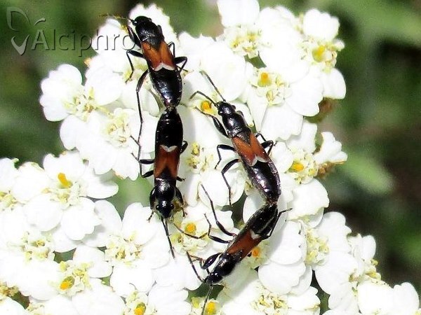 Pterotmetus staphyliniformis