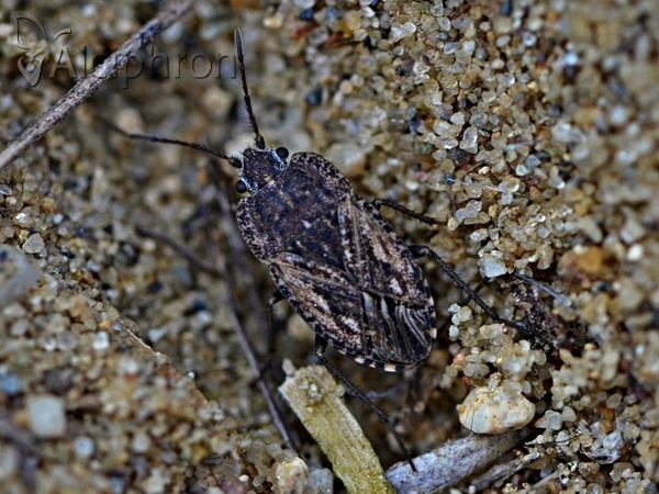Emblethis ciliatus