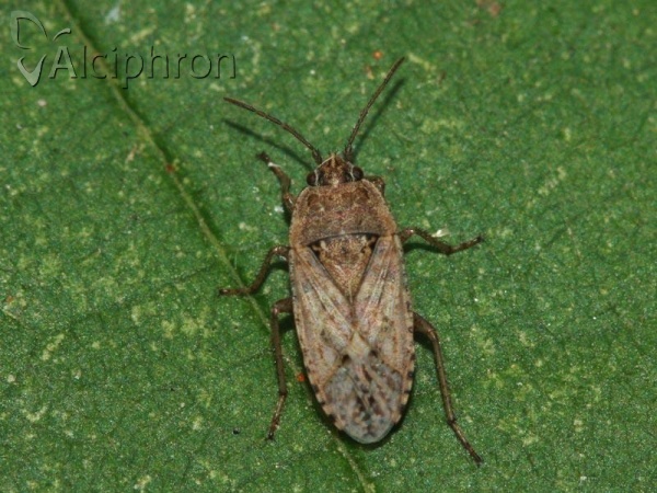 Emblethis denticollis