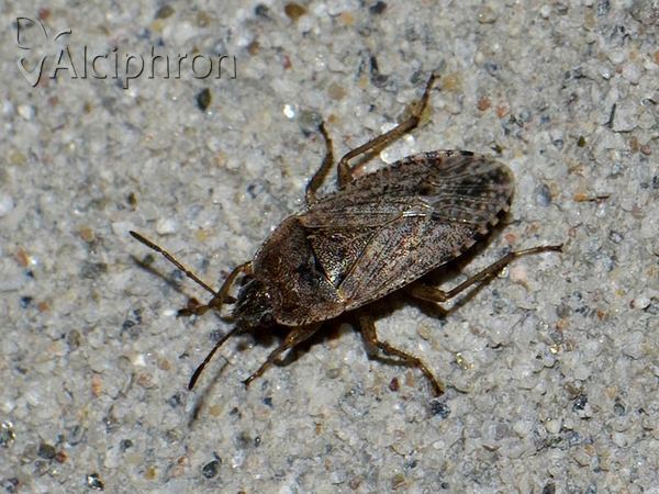 Emblethis denticollis