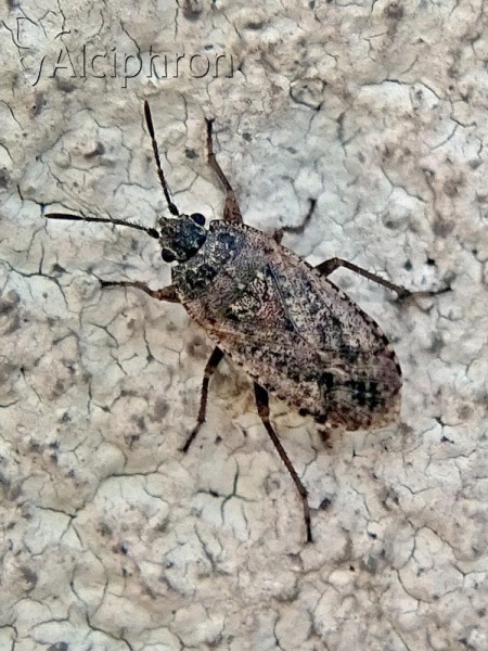 Emblethis denticollis