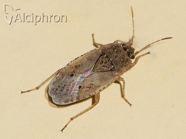 Emblethis denticollis