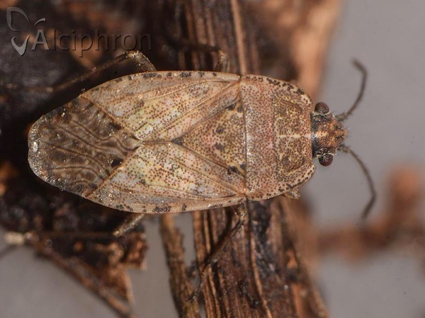 Emblethis denticollis