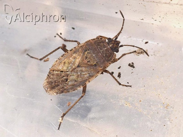 Emblethis denticollis