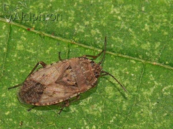 Emblethis griseus