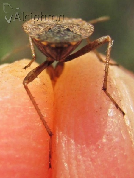 Emblethis griseus