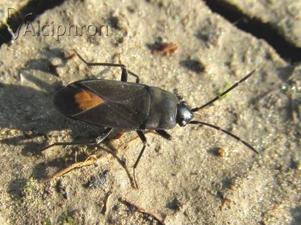 Aphanus rolandri