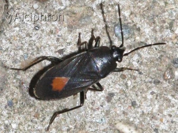 Aphanus rolandri