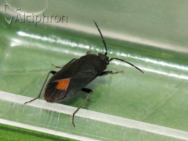 Aphanus rolandri