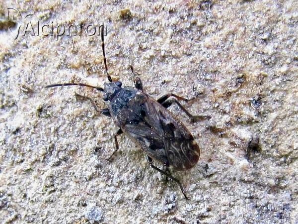 Sphragisticus nebulosus