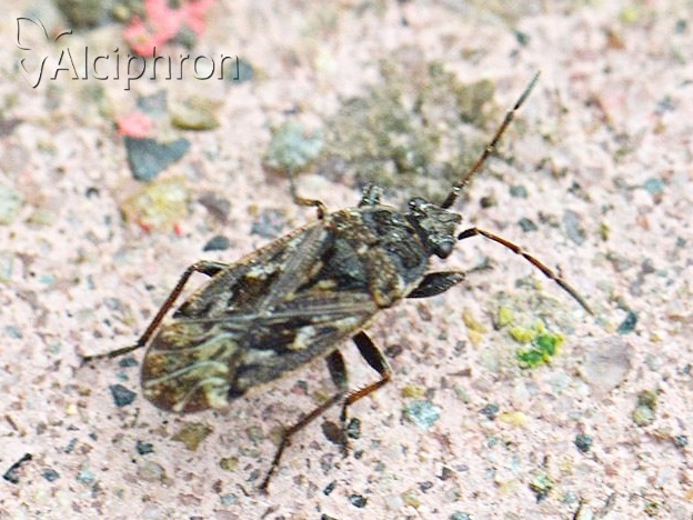 Sphragisticus nebulosus