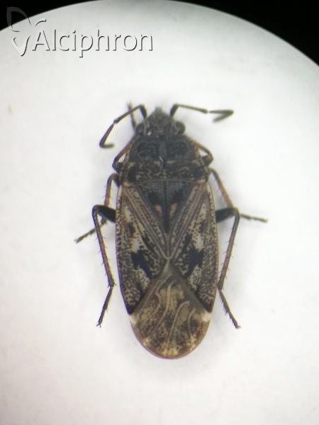Sphragisticus nebulosus