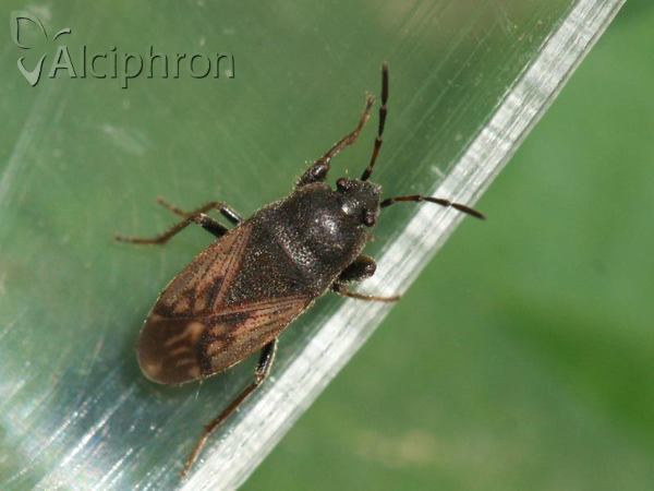 Megalonotus chiragra