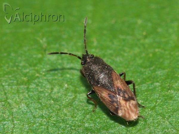 Megalonotus chiragra