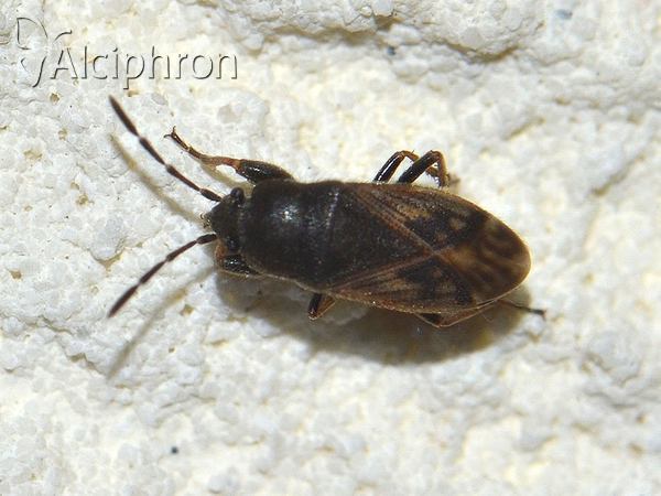 Megalonotus chiragra