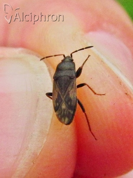 Megalonotus emarginatus