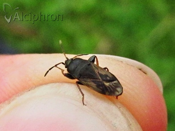Megalonotus emarginatus