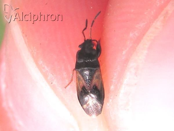 Megalonotus praetextatus