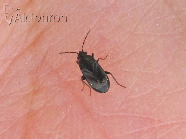 Lamprodema maura