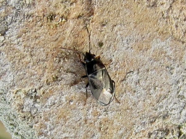 Lamprodema maura