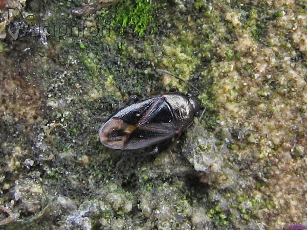 Lamprodema maura