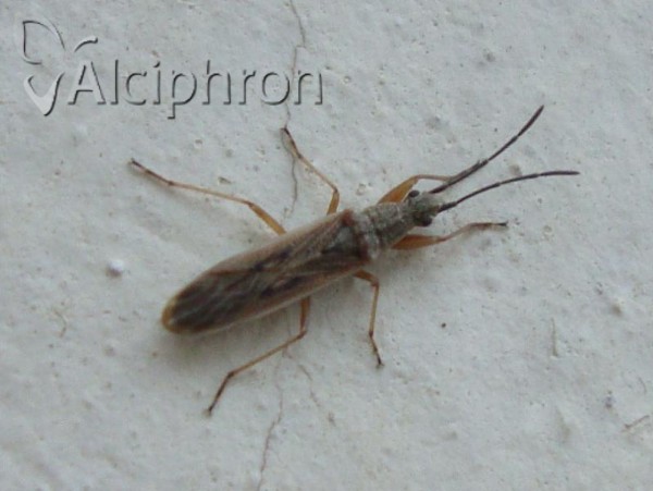 Paromius gracilis