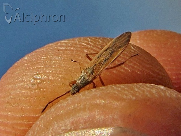 Paromius gracilis