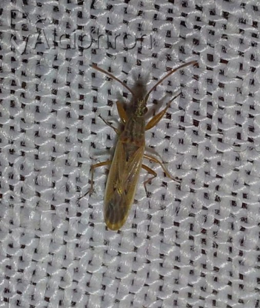 Paromius gracilis