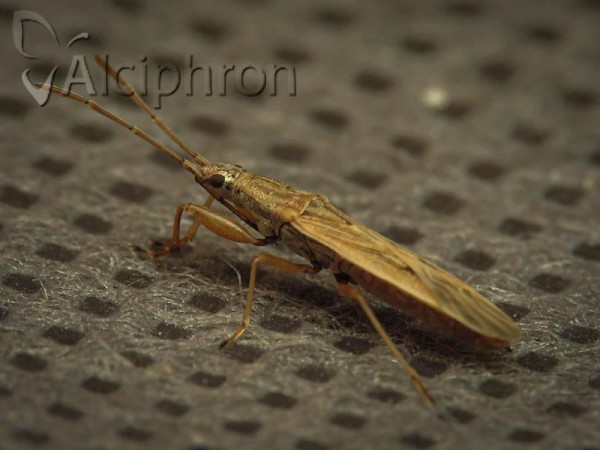 Paromius gracilis