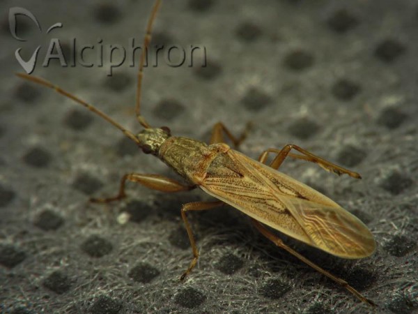 Paromius gracilis