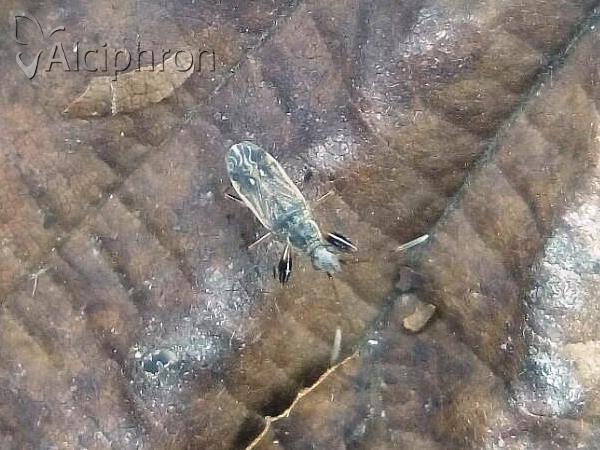 Paraparomius leptopoides