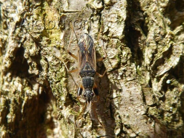 Paraparomius leptopoides