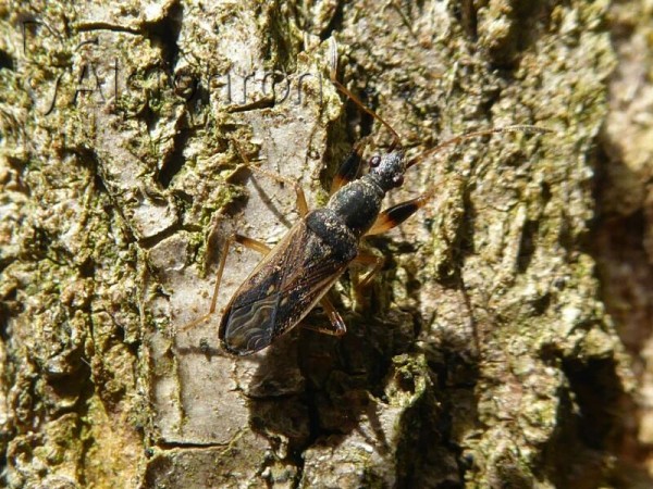 Paraparomius leptopoides