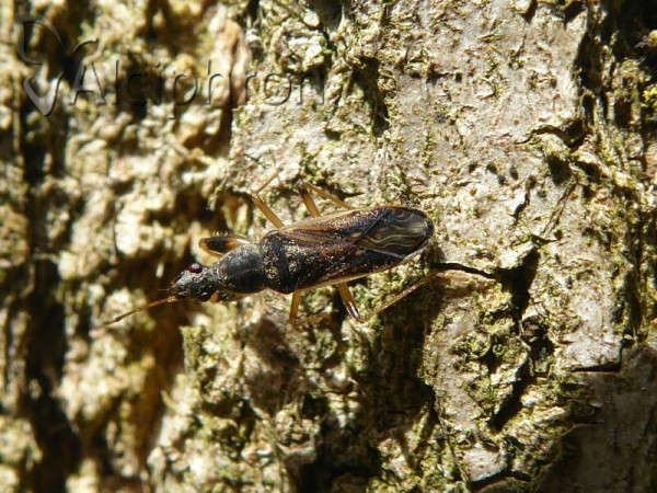 Paraparomius leptopoides