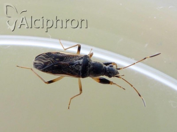 Paraparomius leptopoides