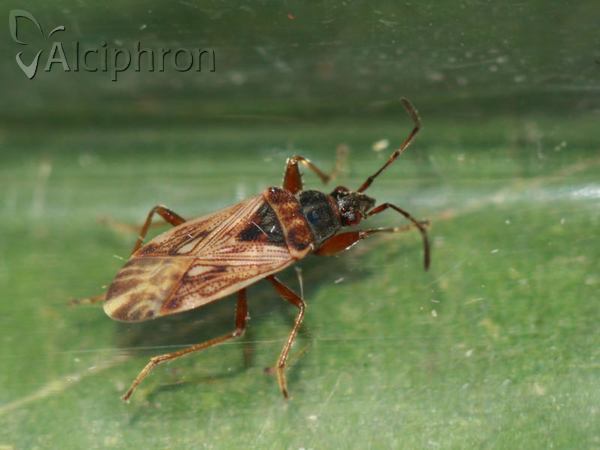 Pachybrachius fracticollis