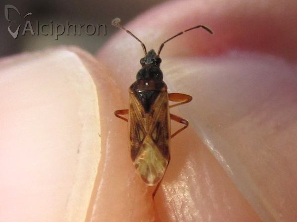 Pachybrachius fracticollis