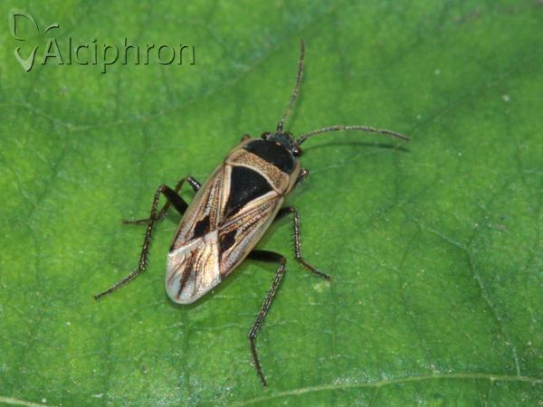 Xanthochilus quadratus