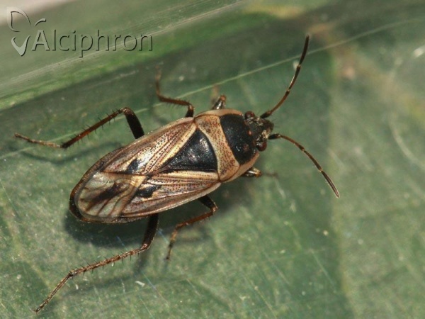 Xanthochilus quadratus