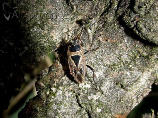 Xanthochilus quadratus