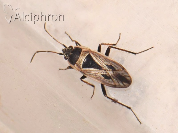 Xanthochilus quadratus