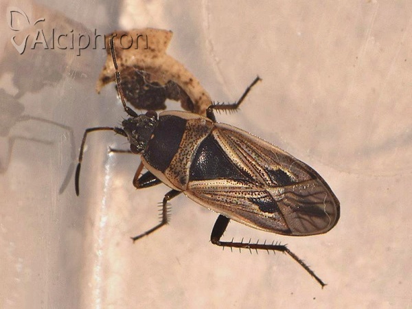 Xanthochilus quadratus