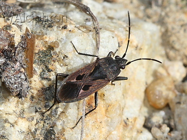 Rhyparochromus pini