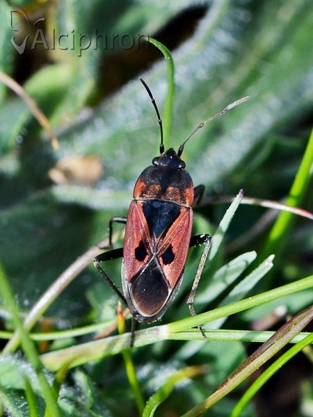 Rhyparochromus sanguineus