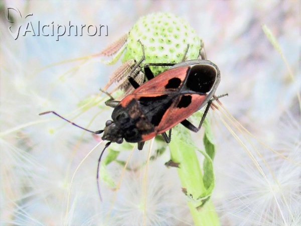 Rhyparochromus sanguineus