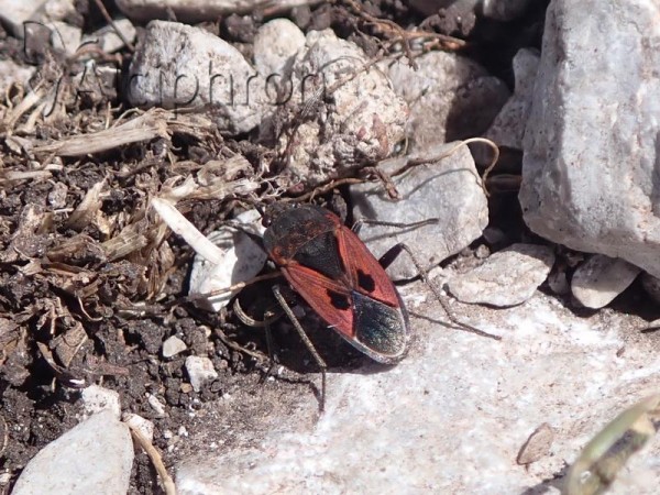 Rhyparochromus sanguineus